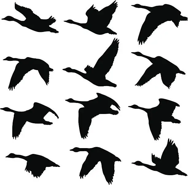 Vector illustration of Canadian Geese Silhouettes