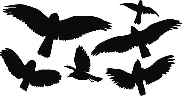 飛ぶ鳥シルエット - hawk crow bird flying点のイラスト素材／クリップアート素材／マンガ素材／アイコン素材