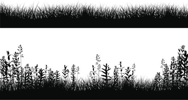 illustrations, cliparts, dessins animés et icônes de silhouettes champ vert frontière - grass prairie silhouette meadow