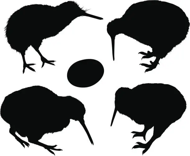 Vector illustration of Kiwi Bird Silhouettes