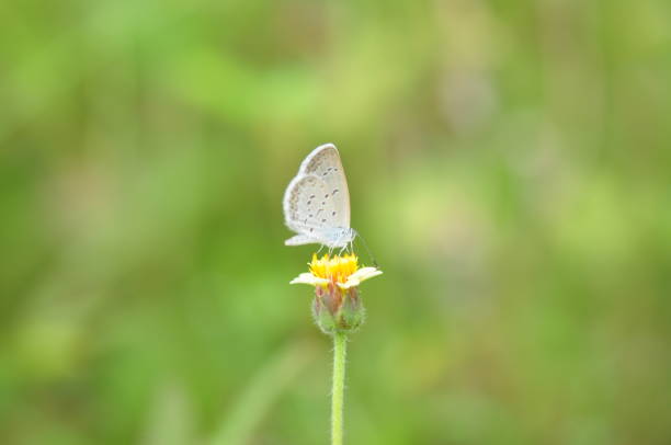 istock Little butterfly on flower grass 1645535287