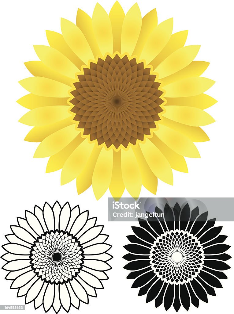 Sunflower "Abstract sunflower illustration. Color, line-art, and black versions." Sunflower stock vector