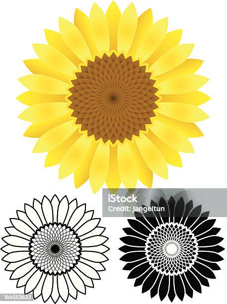 Sunflower Stock Illustration - Download Image Now - Sunflower, Vector, Flower