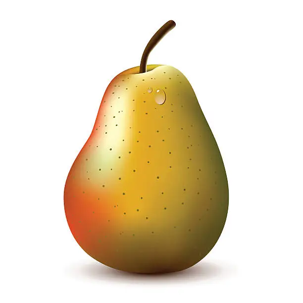 Vector illustration of Pear fruit