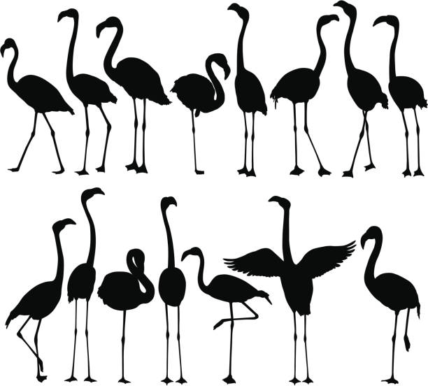 Flamingo Silhouettes A large group of flamingos. flamingo stock illustrations