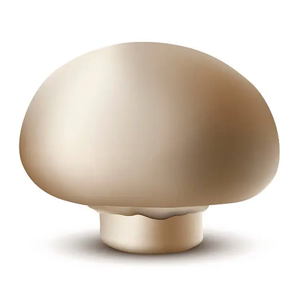 Vector illustration of Mushroom mushroom