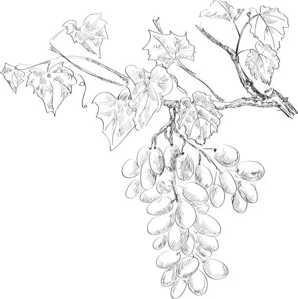 Vector illustration of Grape drawing