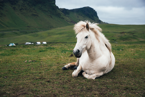 Icelandic horse lying on the ground near Vik.