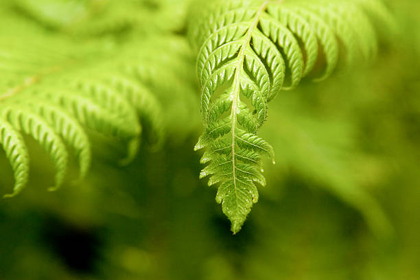 Tree Fern close up South Africa stock photo