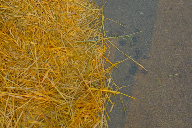 istock Hay in the edge of the asphalt 1645572152