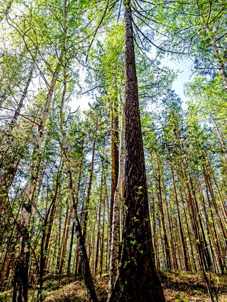 istock slender pines in spring in the morning forest 1645573209