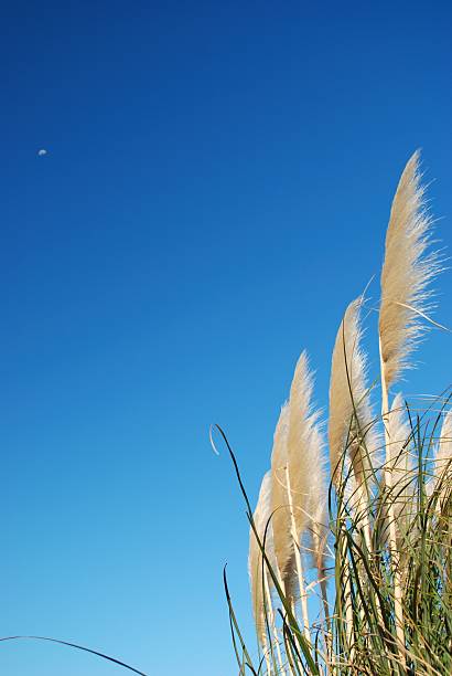NZ native 'Toitoi' or 'Toetoe' grass heads blowing in the breeze; the background a classic clear blue spring sky with distant moon. The name 'Toetoe' comes from the Māori language. It is a member of the Cortaderia fulvida genus.