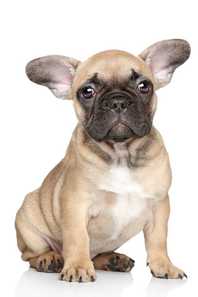 istock French bulldog puppy 164557479