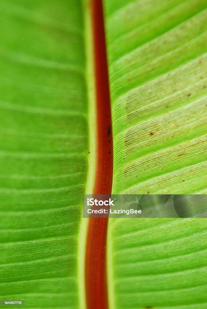 Banana Leaf - Lizenzfrei Abstrakt Stock-Foto