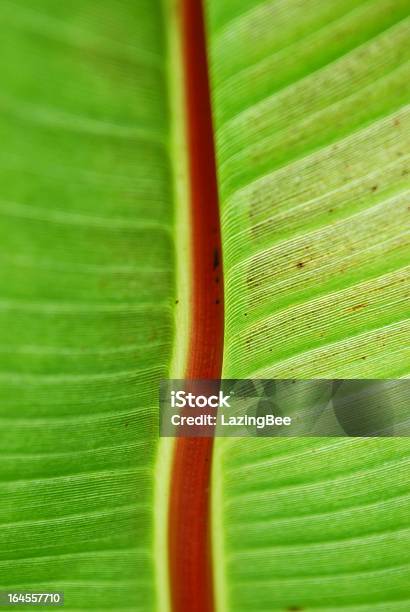 Banana Leaf Stockfoto und mehr Bilder von Abstrakt - Abstrakt, Abstrakter Bildhintergrund, Bananenblatt