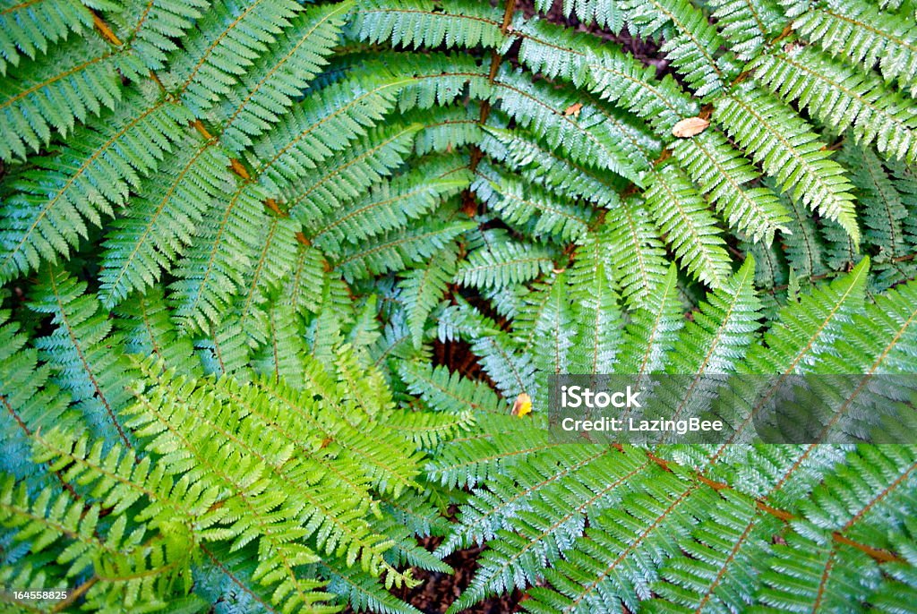 New Zealand Ponga Fern  Green Color Stock Photo