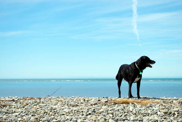 istock Dog and Seascape 164558871
