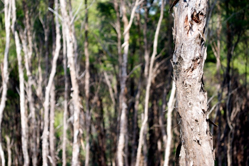 Eucalyptus is a tall tree with silvery leaves known for its refreshing aroma and healing properties.