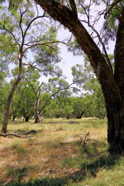 istock Mathoura,  New South Wales, Australia 1645598214