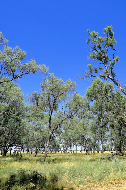istock Mathoura,  New South Wales, Australia 1645600014