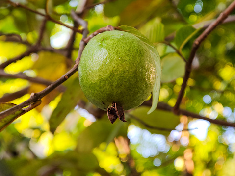 Close up of guava fruit on the tree