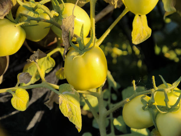 viele unreife grüne tomaten (obst & gemüse) an der tomatenpflanze - evolution progress unripe tomato stock-fotos und bilder