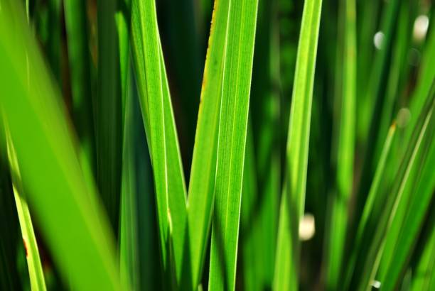 비치는 harakeke 잎 (nz 아마 - plant size 뉴스 사진 이미지