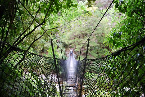 swinging rope bridge, abel tasman national park, neuseeland - golden bay stock-fotos und bilder