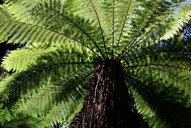 punga glaucum canopy, nuova zelanda - plant size foto e immagini stock