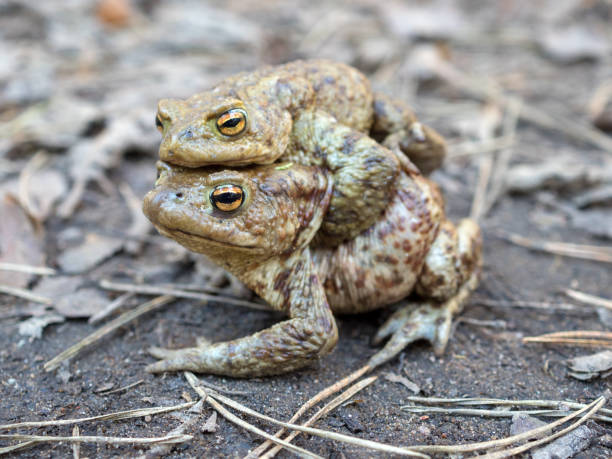 istock portrait of two frogs 1645601571