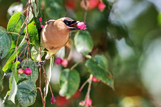istock Cedar waxwing eating berries in a park 1645601912