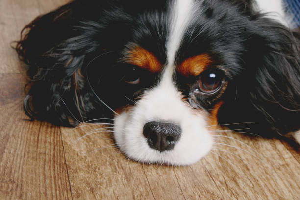 istock My beautiful girl! 1645601913