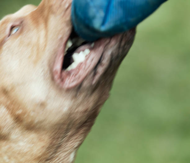 istock Defocused Image of Pit bull Attack Training. Close up 1645602063