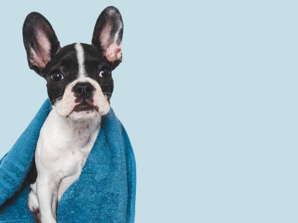 istock Cute brown puppy and blue towel. Close-up 1645602084