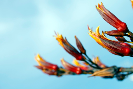 The flower of the Harakeke (New Zealand Flax) against the sky. In the foreground the flower is in focus, another flower in the background is blurred.