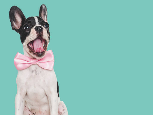 istock Cute puppy and bright bow tie. Close-up, indoors 1645602177
