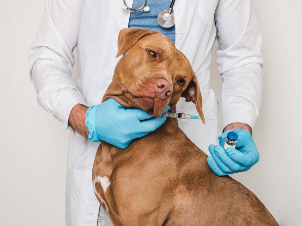 istock Cute dog and veterinarian. Close-up, studio photo 1645602204