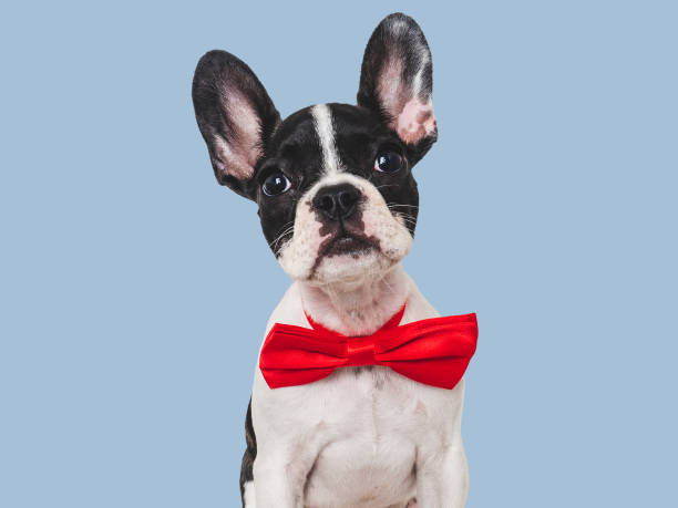 istock Cute puppy and bright bow tie. Close-up, indoors 1645602209