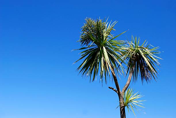 repolho árvore (cordyline austral), nova zelândia - australis imagens e fotografias de stock