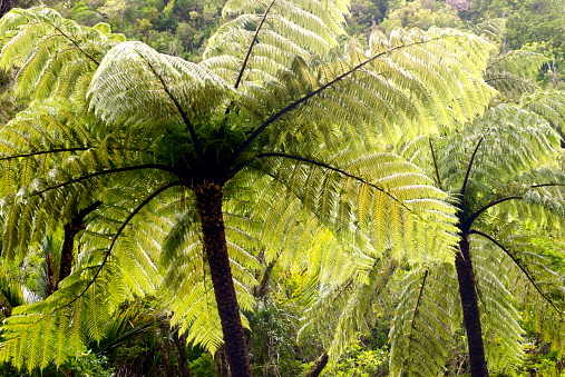 A Native New Zealand 'Punga' Tree Fern with clear spring sky in the background. Punga (Ponga) is the Maori word for Tree Fern. The Punga is also more commonly known as a Silver Fern (Cyathea dealbata). The Silver Fern gets its name from the leaves, as the underside of the leaves turn a silvery-white color with age. It has become New Zealand's emblem in sport.