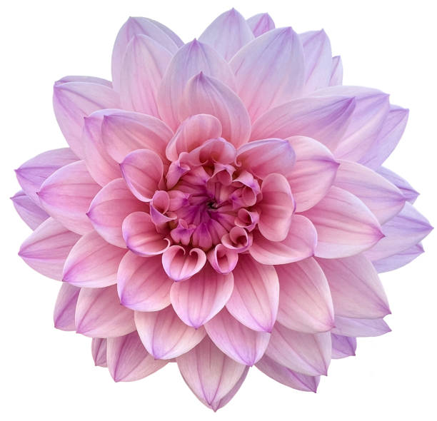 Perfect Light Purple and Pink Dahlia Enlarged Isolated on White Background A truly perfect purple Dahlia. Soft purple with dark purple tips and touch of pink throughout. dahlia stock pictures, royalty-free photos & images