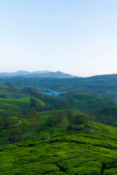 istock Tea plantations and mountain ranges covered in fog in Munnar 1645603708
