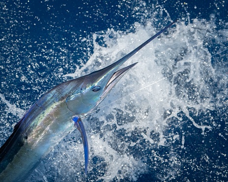 A closeup of a sailfish in the water