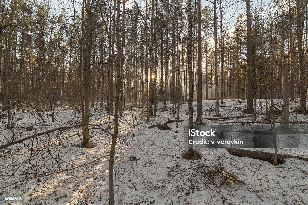 Descongeladas parches de madera en la solar noche. - Foto de stock de Aire libre libre de derechos