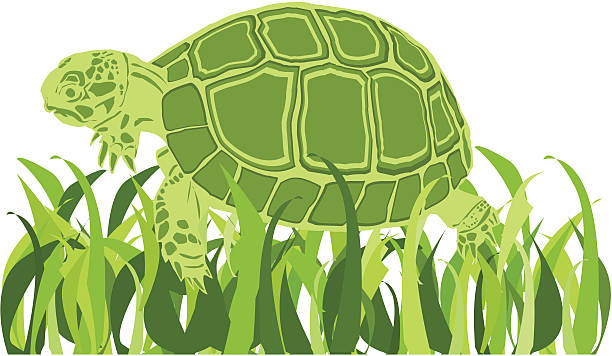 green turtle vector art illustration