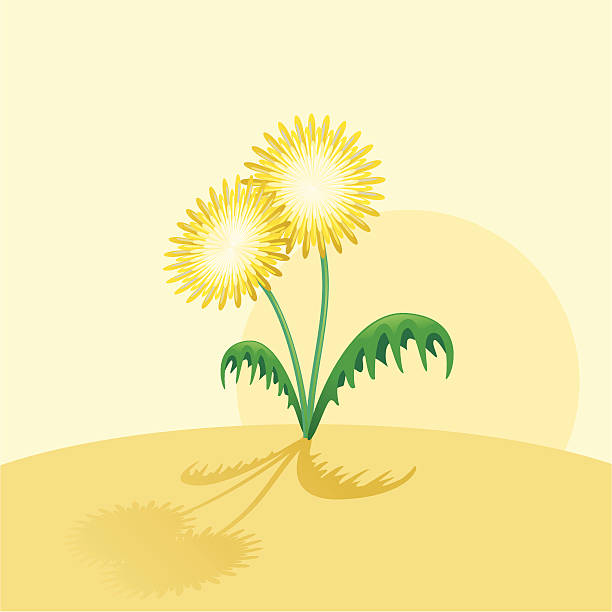 Fleur de pissenlit - Illustration vectorielle