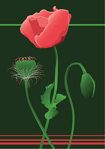 poppy vector art illustration