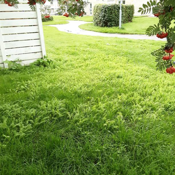istock View over walking path and bushes with rowan-berries,white fence,grass and plants. 1645641567