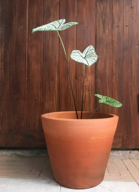 Photo of potted plants