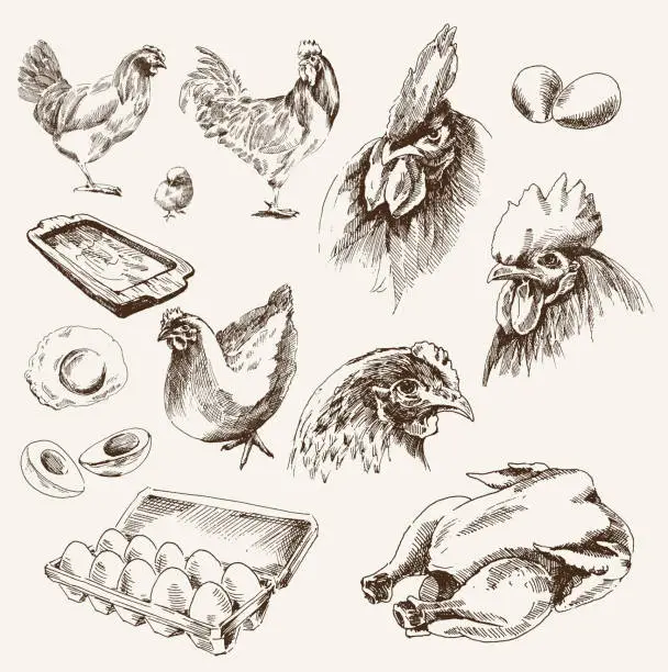 Vector illustration of chicken breeding